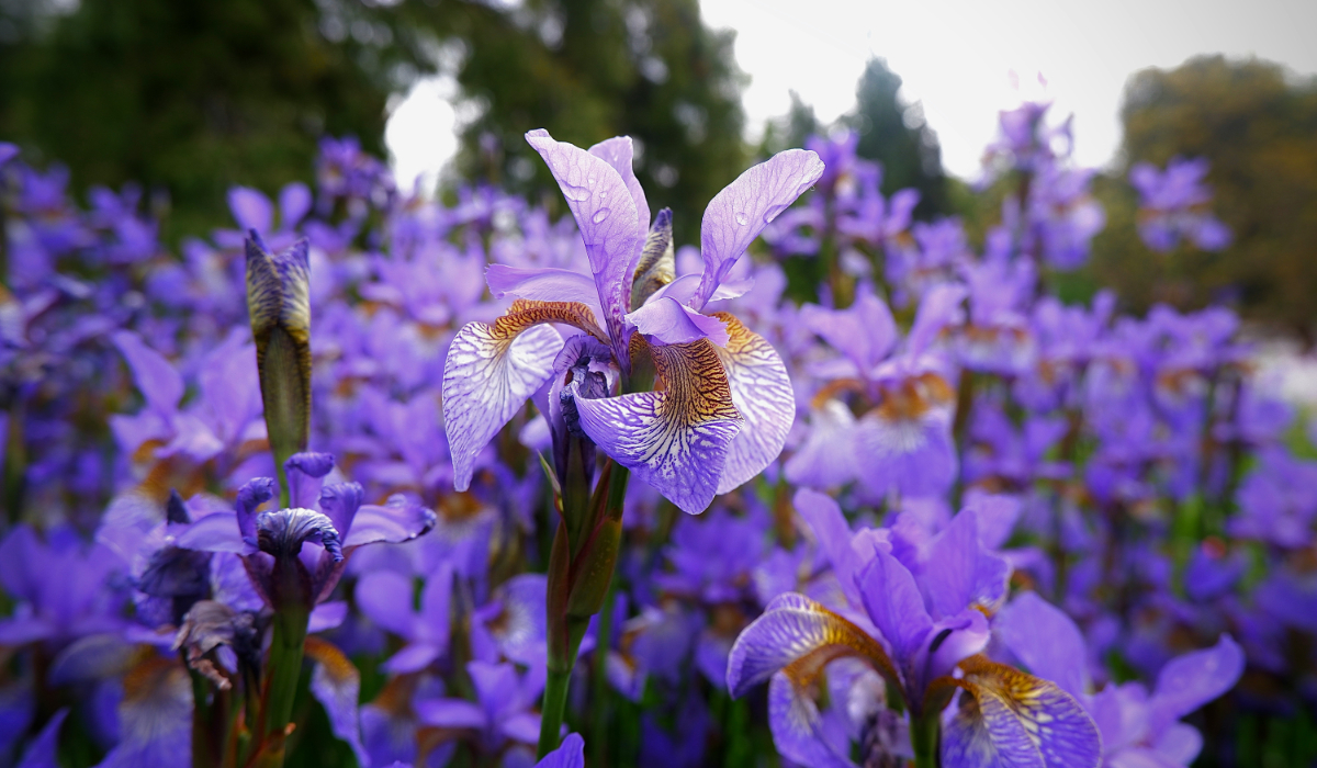 Iris Classification